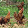 Grillage a poule avec fils 13mm en acier galvanise 1x50M - vounat.shop