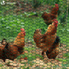 Grillage a poule avec fils 25mm en PVC gaine vert 1x50M - vounat.shop