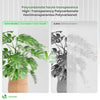 14 x Plaques de polycarbonate alveolaires transparent creux 4mm 121x60.5cm - vounat.shop