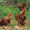 Grillage a poule avec fils 13mm en PVC gaine gris 1x25M - vounat.shop